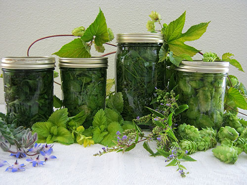 Рецепты народной медицины для лечения варикоза